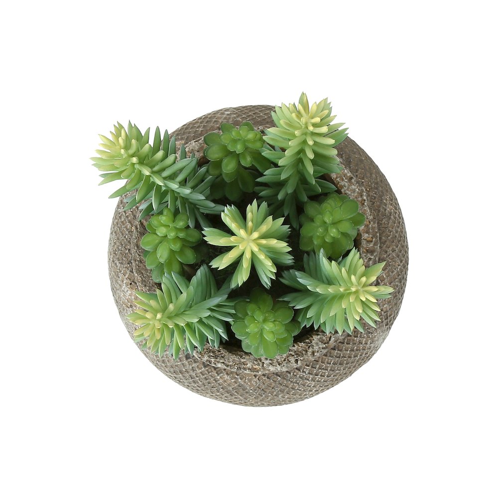 Miranda - Artificial Plant Set Of 2 8" Tall Succulent Table Brown