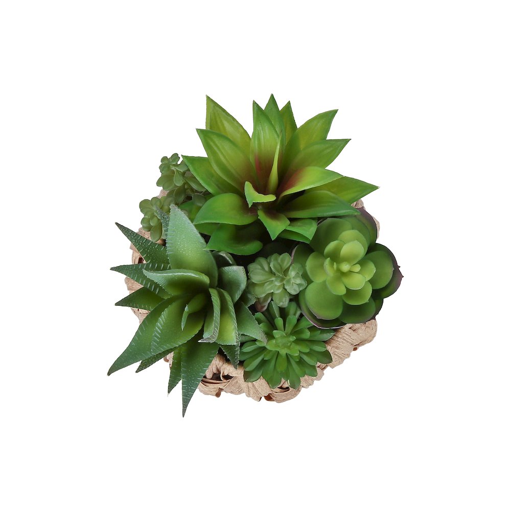 Chenoa - Artificial Plant Set Of 2 9" Tall Succulent Table Brown