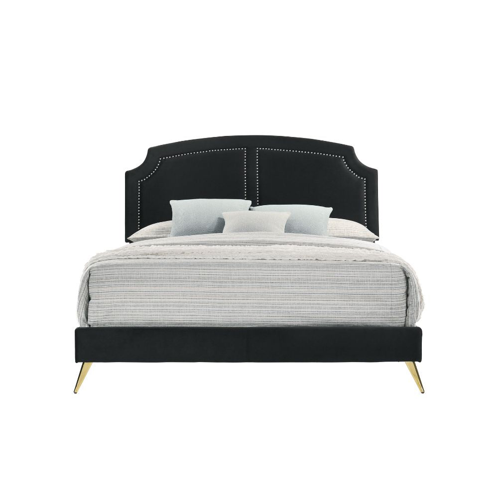 Hirst Zeena Eastern King Black Velvet Contemporary Bed – Upholstered Platform with Gold Accent Trim